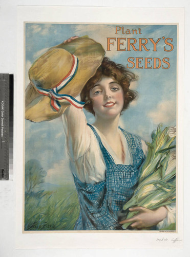 Plant Ferry's seeds