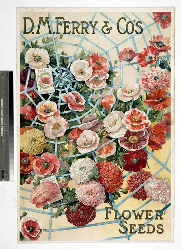 D. M. Ferry & Co's flower seeds