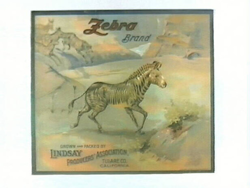 Zebra Brand