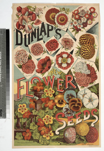 Dunlap’s new flower seeds