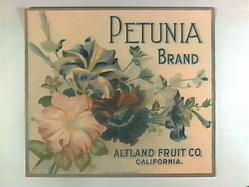 Petunia Brand