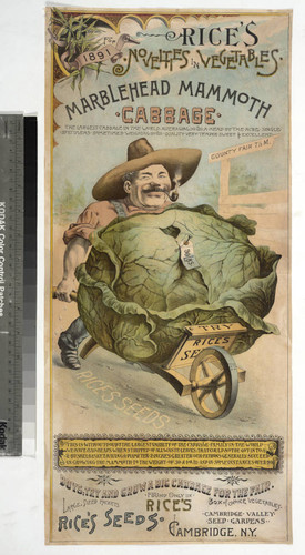 For 1891 Rice's novelties in vegetables. Marblehead mammoth cabbage