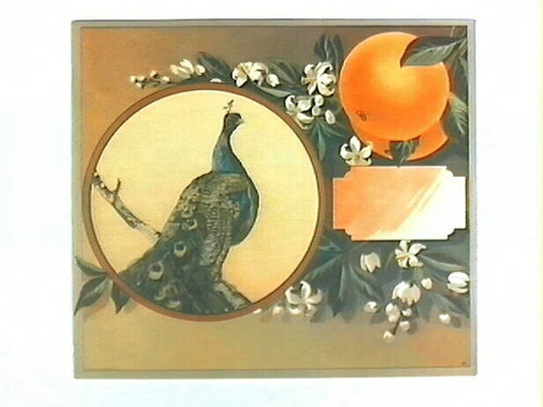 Stock label: peacock with oranges, leaves and blossoms
