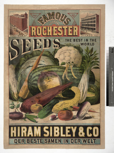 Famous Rochester seeds the best in the world