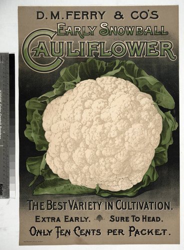D. M. Ferry & Co’s early snowball cauliflower