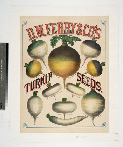 D. M. Ferry & Co's turnip seeds