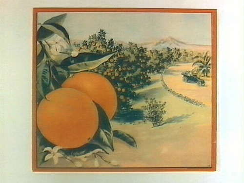 Stock label: automobile driving by flower-lined orange grove