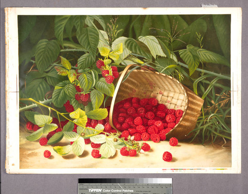 [Basket of raspberries]