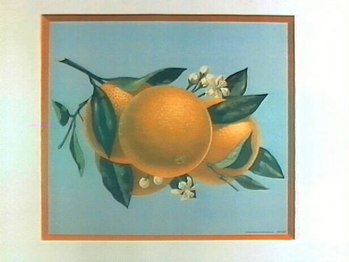 Stock label: four oranges and blossoms on branch