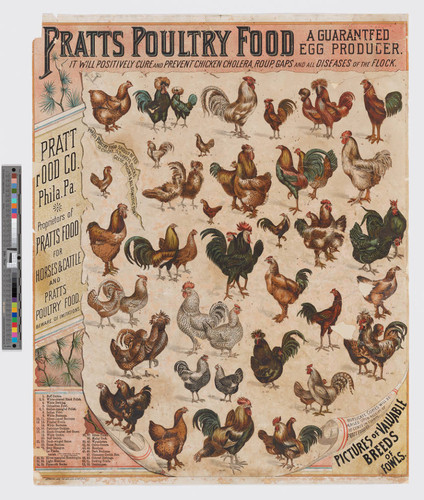 Pratts poultry food a guaranteed egg producer