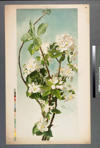 [Apple blossoms]