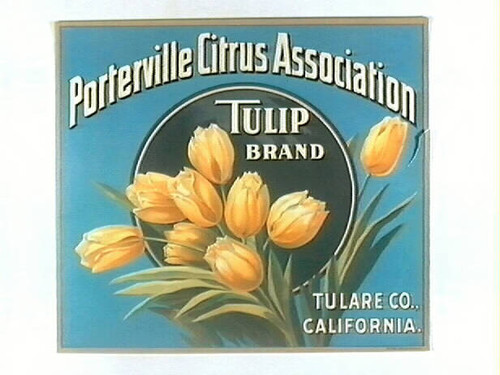 Tulip Brand