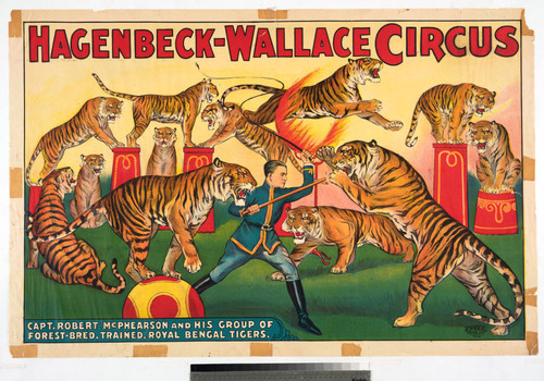 Hagenbeck-Wallace Circus : Capt. Robert McPhearson and his group of forest-bred, trained, royal Bengal tigers