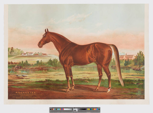 Rochester, Ch. stallion, 15 1/2 hands, foaled 1873