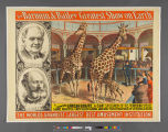 The Barnum & Bailey greatest show on earth : a genuine African giraffe