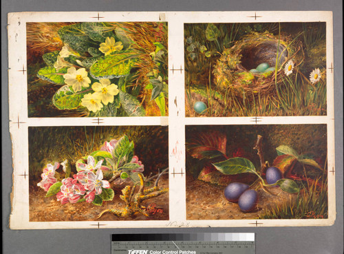 [Proof sheet for 4 images of flowers, birds nest or fruit]