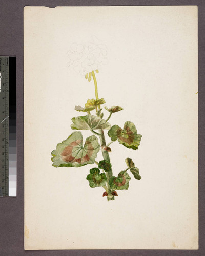 [Leafy geranium stem with pencil sketch of flower head]
