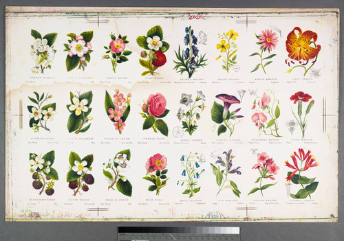 [Proof sheet for Prang's natural history series: rose family and shapes of flowers.]