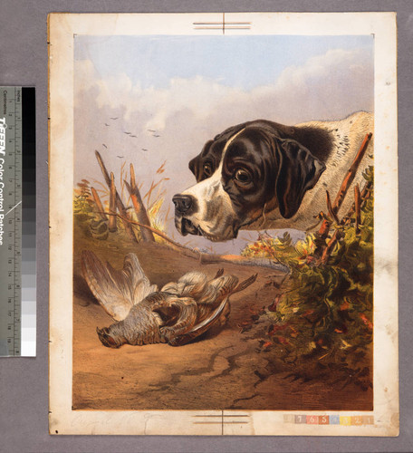 [Hunting dog looking at dead bird]