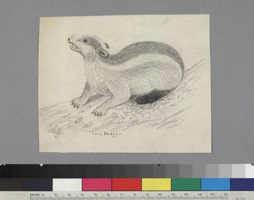 The Badger