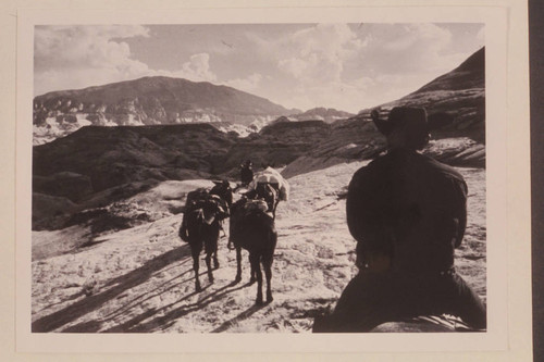 Navajo Mountain from trail west side of Nasja Creek about opposite its dropoff near the San Juan River. Dan Lehi is close to the camera. Tobe Owl leads the string as he carries the axe over his shoulder