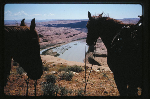 Lake Powell filling; Iron Rock Island; horses on rim; Mile 109.75
