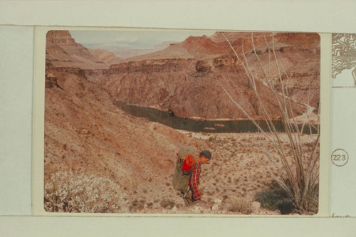 Harvey Butchart descending to river, mouth of 219 Mile Canyon