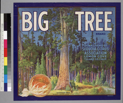 Big tree brand