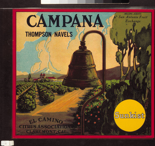 Campana Thompson navels