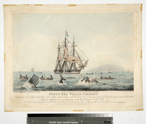 South Sea Whale Fishery. A representation of the ships Amelia Wilson & Castor off the Isle of Bouro, with their boats & crew in the various process of fishing, showing the manner the spermacetti [sic] whales are caught, also the mode of cutting them into the ship, & boiling the oil upon deck