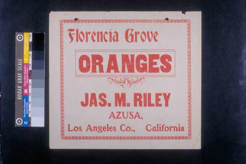 Florencia grove oranges