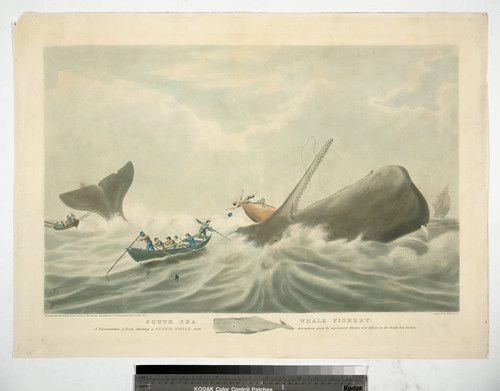 South Sea Whale Fishery. A representation of boats attacking a sperm whale from descriptions given by experienced masters and officers in the South Sea Fishery