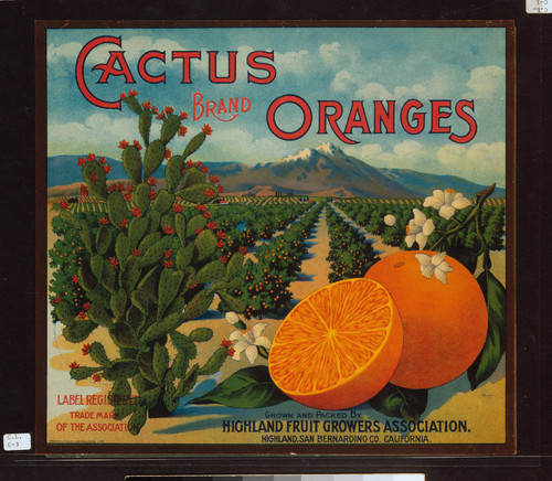 Cactus brand oranges