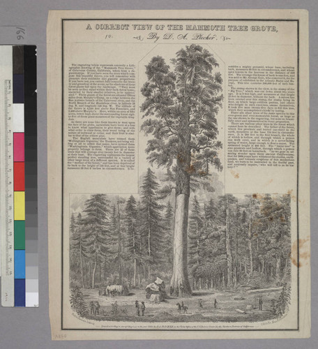 A Correct View of the Mammoth Tree Grove, By D. A. Plecker