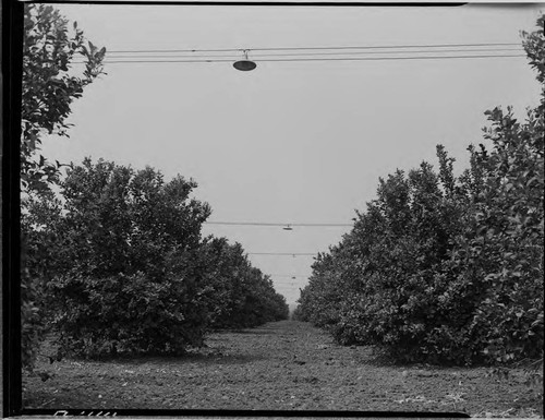 Hugh Bashore Ranch Covina