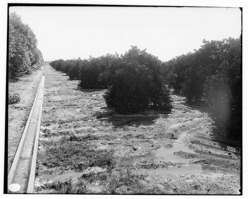 Method of irrigating Duarte orange grove