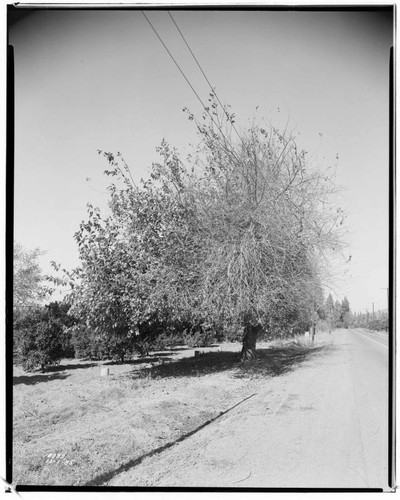 A1.4 - Natural Disasters - Wind damage in Orange County