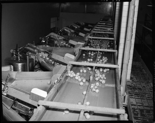 Lemon Exchange--fruit sorting equipment