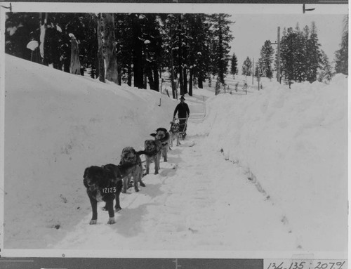 Jerry Dwyer and dog sled team mushing towards camera