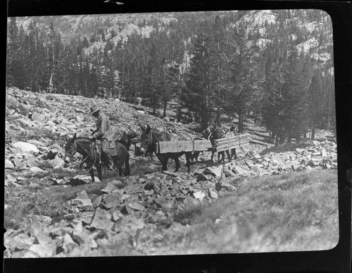 Man leading pack mules with lumber up trail