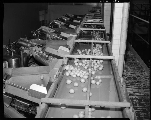 Lemon Exchange--fruit sorting equipment