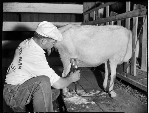 Chevonshire Farm (goats), Norwalk