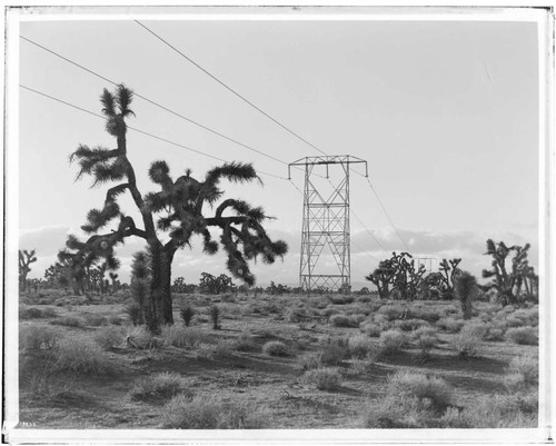 Vincent Transmission Line