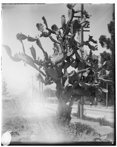 A Cactus Tree [Opuntia] at an unknown location