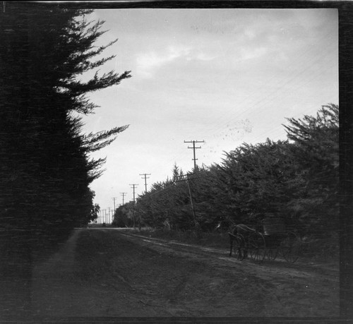 Vegetation growing too close to overhead power lines