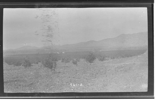 A landscape view of orchards in Tulare County