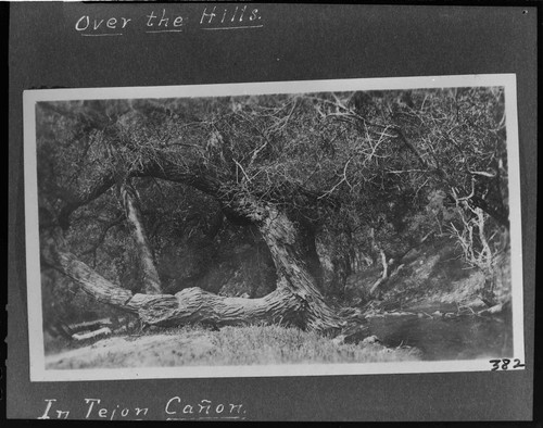 A creek and oak trees in the Tejon Canyon