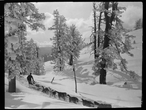 Jerry Dwyer's dog sled team pulling sled through forest