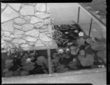 Lily pad garden pond at a home in the desert