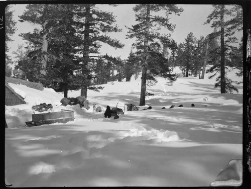 Dog team resting in snow outside field survey cabin